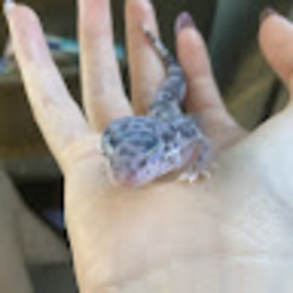 Meet your Posher, Bailey - Picture 1 of 1